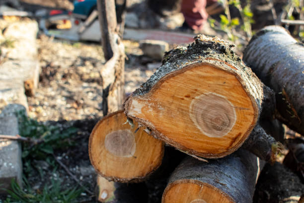 Professional Tree Care in Hudson, CO