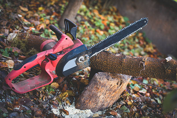 Best Tree Maintenance Programs  in Hudson, CO