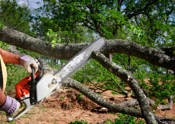 Best Tree Mulching  in Hudson, CO